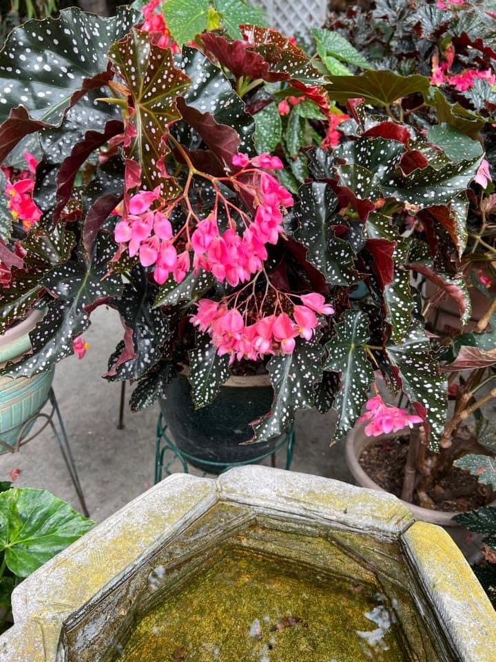 B. ‘Cracklin' Rosie’